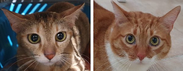 Ciccio E Luna, Maltrattati, Cercano Serenità